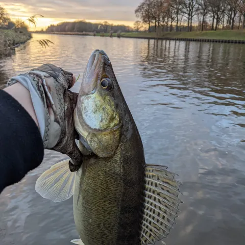 Zander
