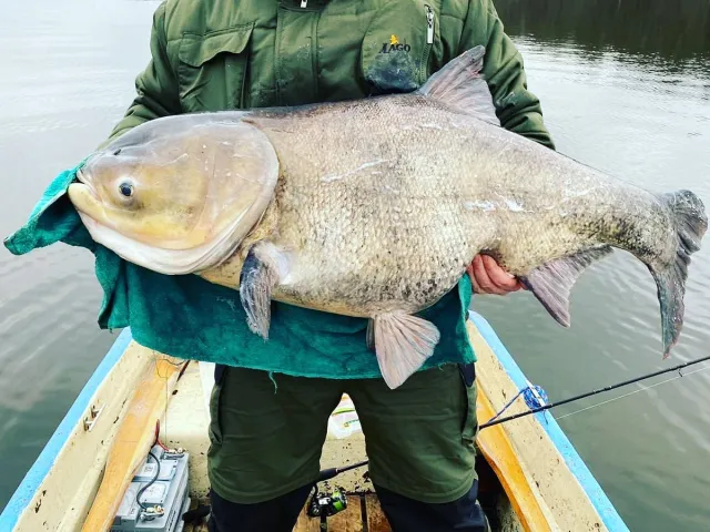 Marmorkarpfen