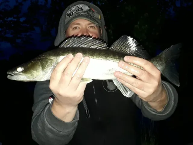 Zander