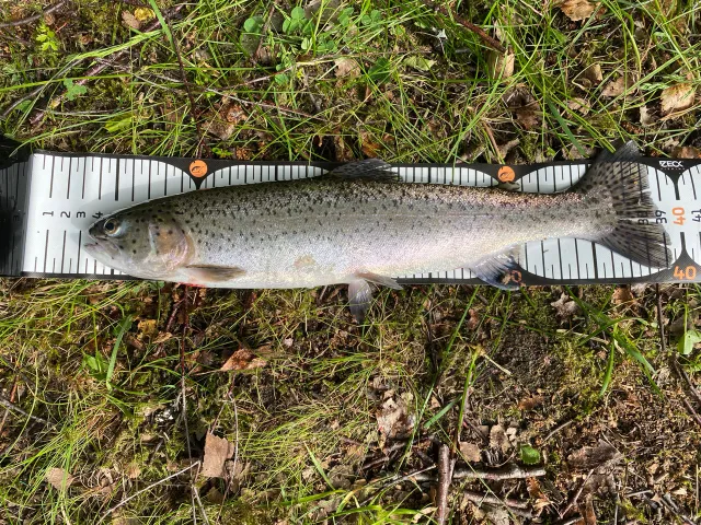 Regenbogenforelle