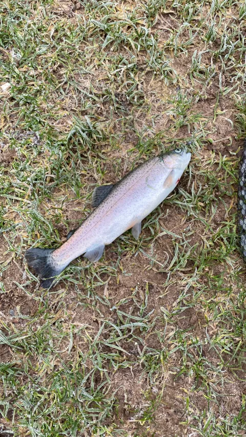 Regenbogenforelle