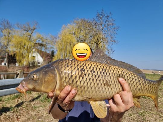 Karpfen