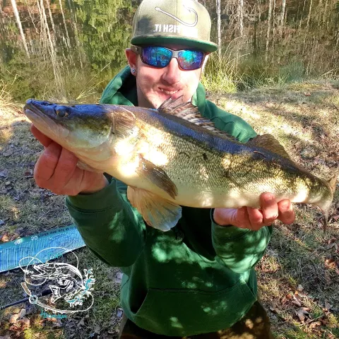Zander