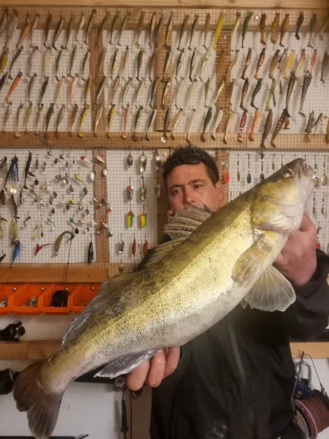 Zander