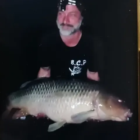 Karpfen