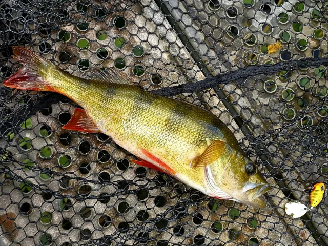 Flussbarsch
