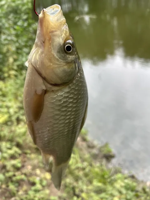 Karausche