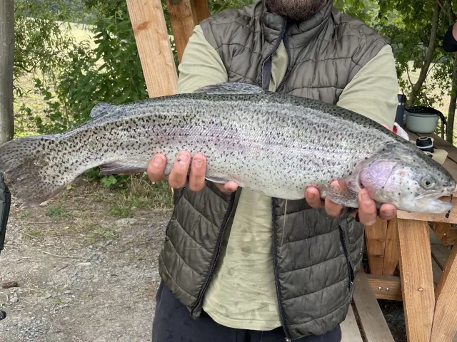 Regenbogenforelle