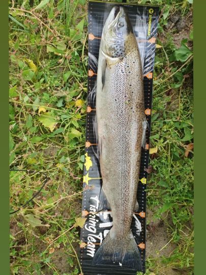 Lachs