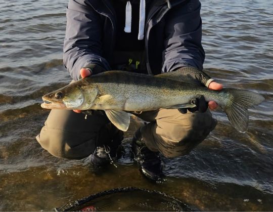 Zander