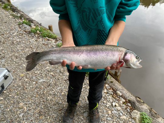 Regenbogenforelle
