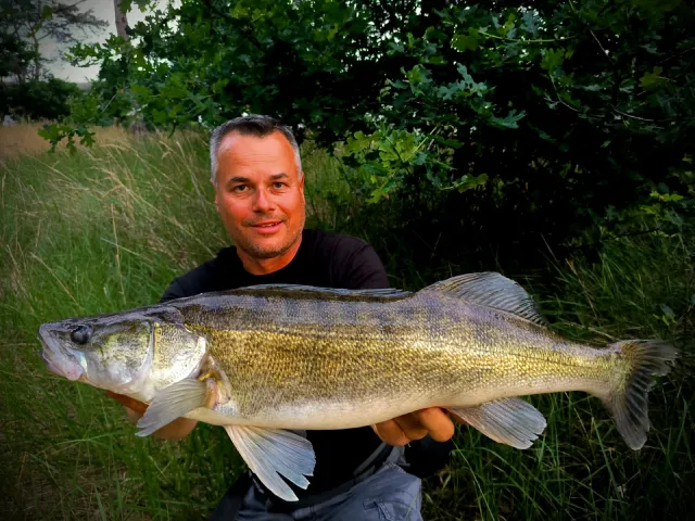 Zander