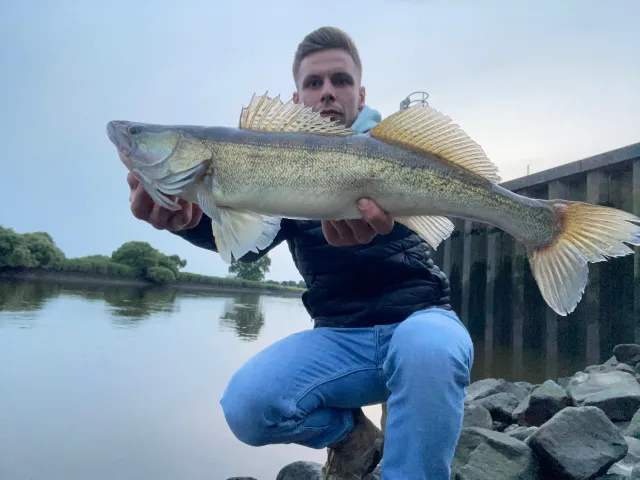 Zander