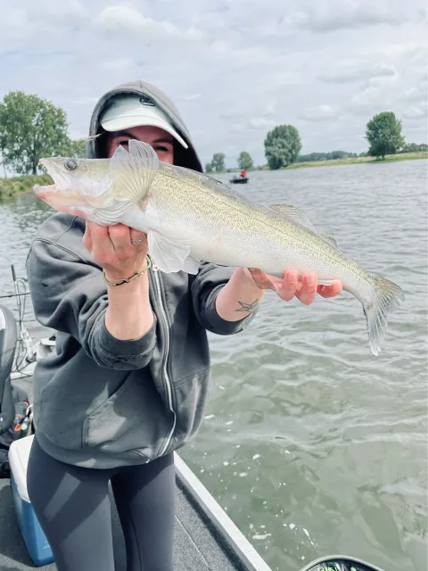 Zander