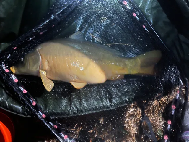 Karpfen