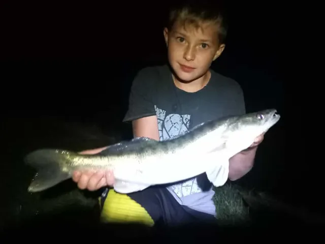Zander