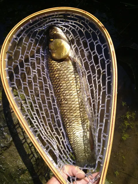 Döbel