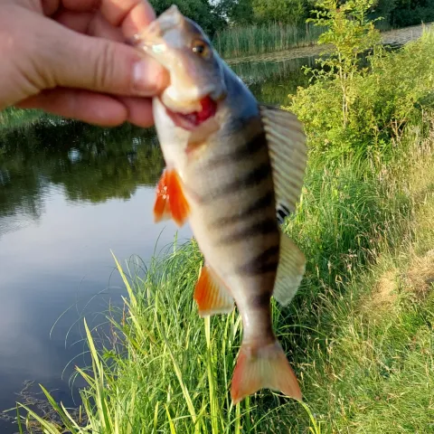 Flussbarsch