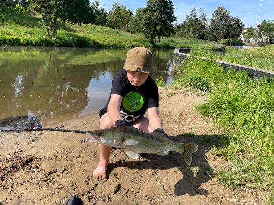 Zander
