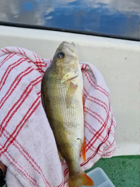 Flussbarsch