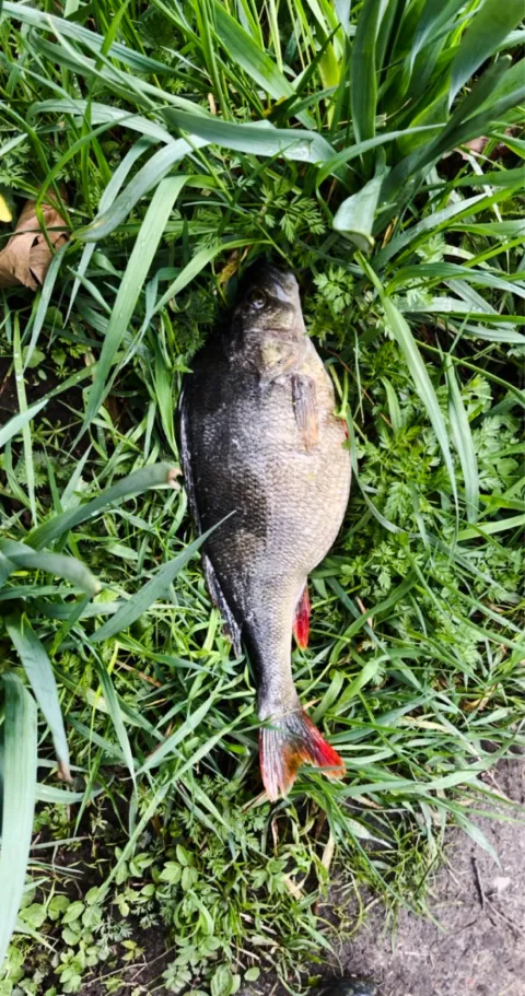 Flussbarsch