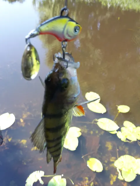 Flussbarsch