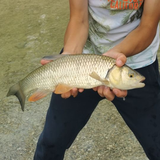 Döbel