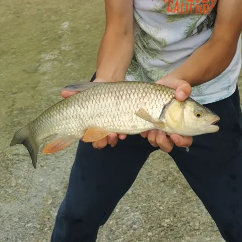 Döbel