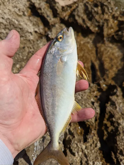 Amberjack