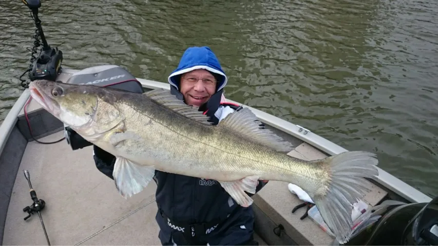 Zander