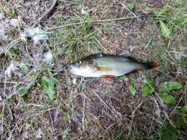 Flussbarsch