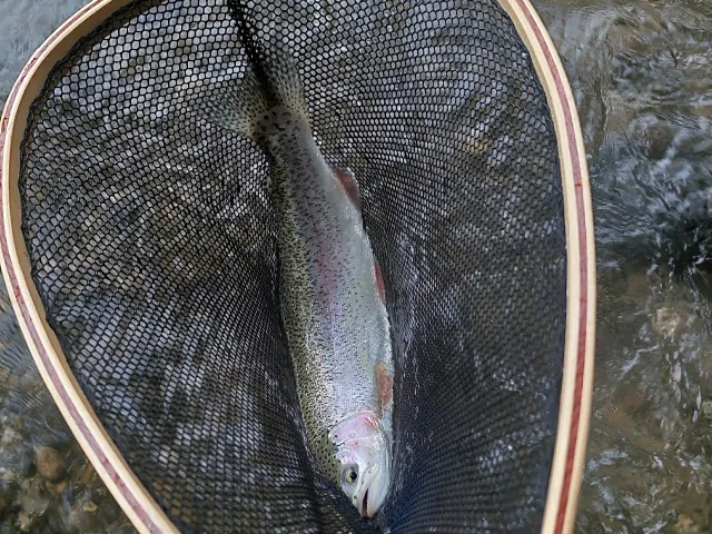 Regenbogenforelle