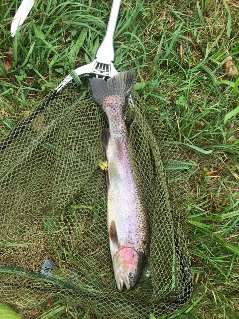 Regenbogenforelle