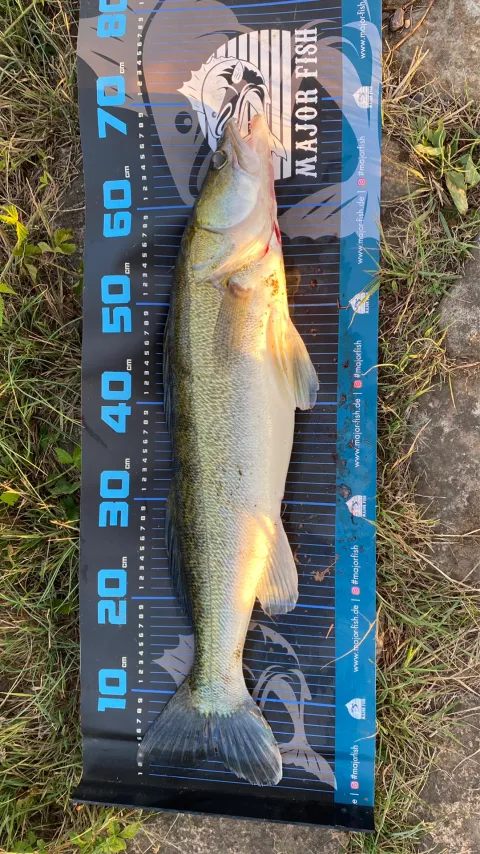 Zander