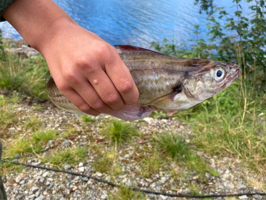 Schellfisch