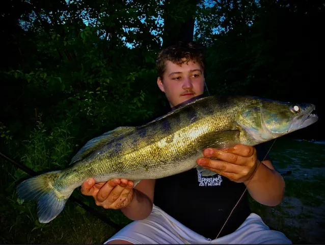 Zander