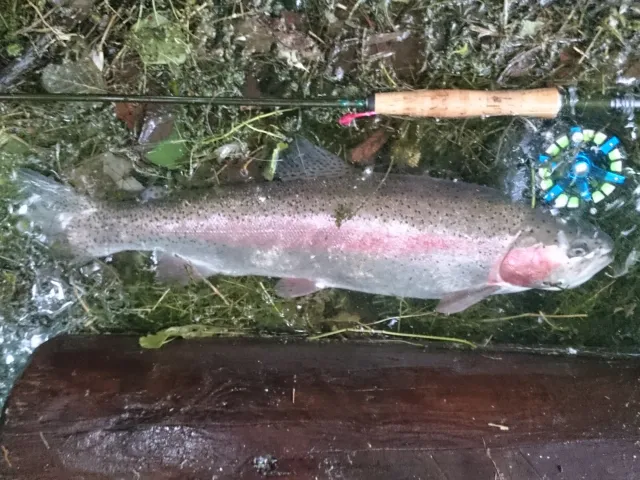 Regenbogenforelle