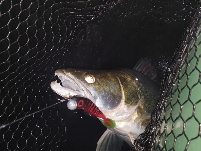 Zander