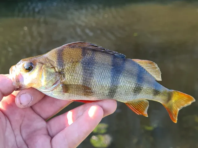 Flussbarsch