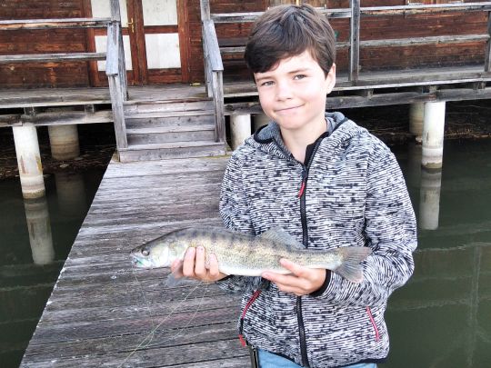 Zander