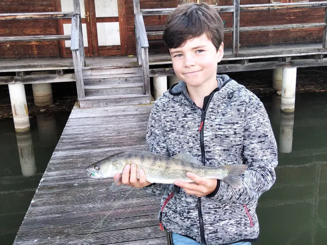 Zander