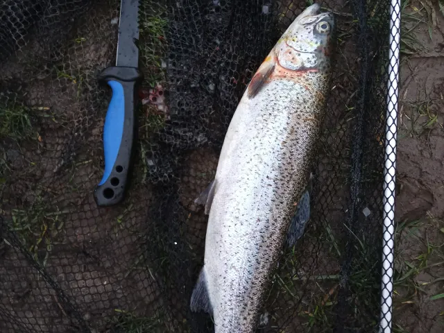 Regenbogenforelle