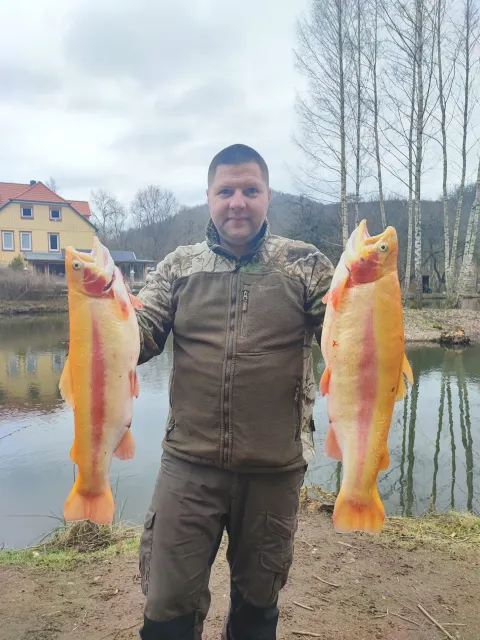 Goldforelle