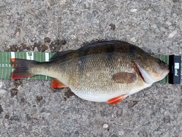 Flussbarsch