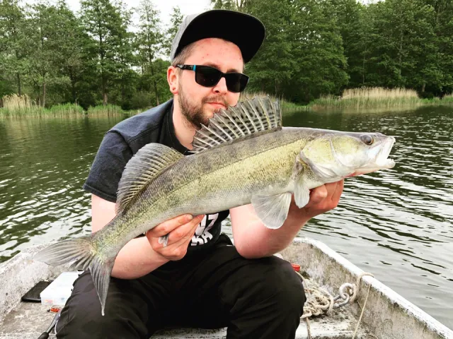 Zander