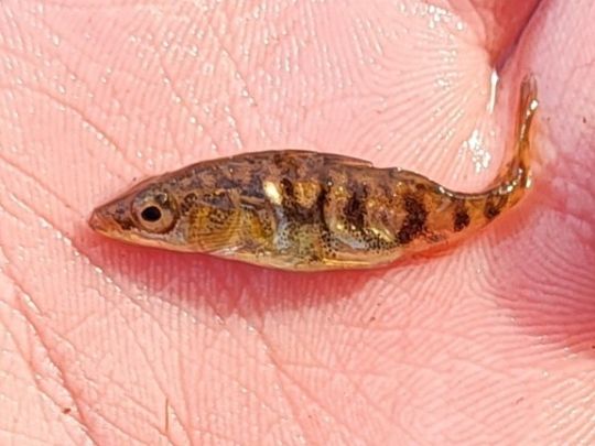 Dreistachliger Stichling