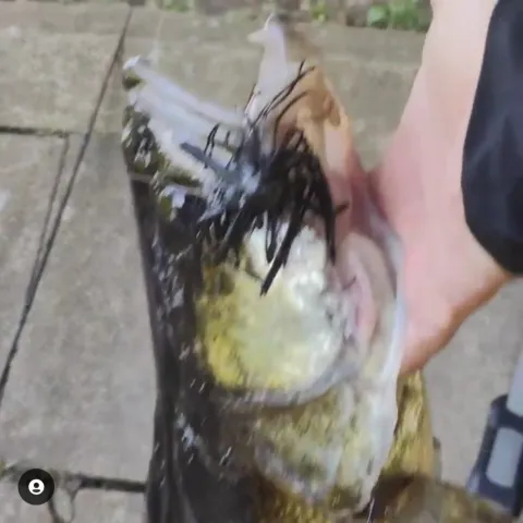 Zander