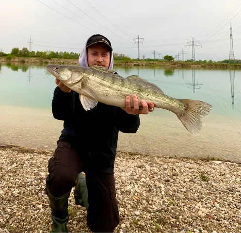 Zander