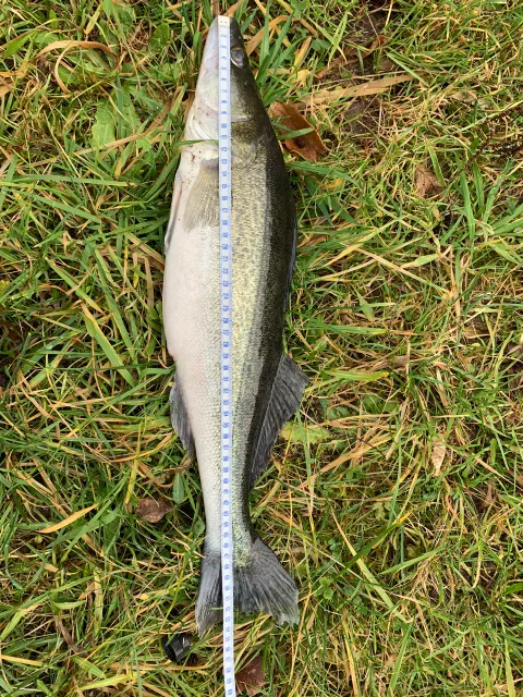 Zander