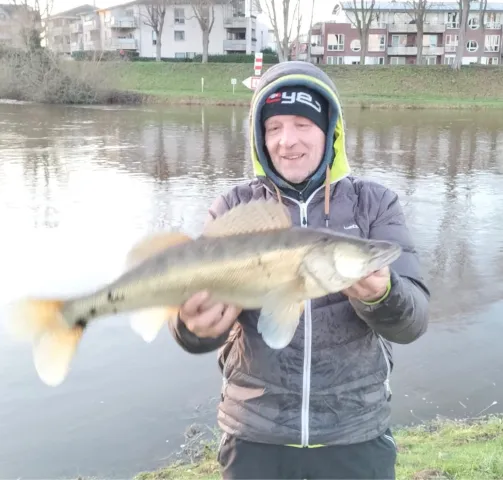 Zander